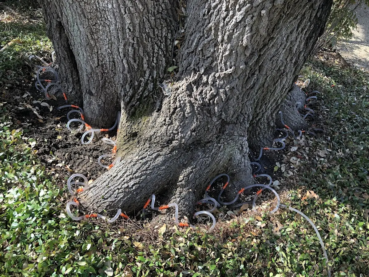 Detailed Tree Cabling and Bracing job site in Hornbeak