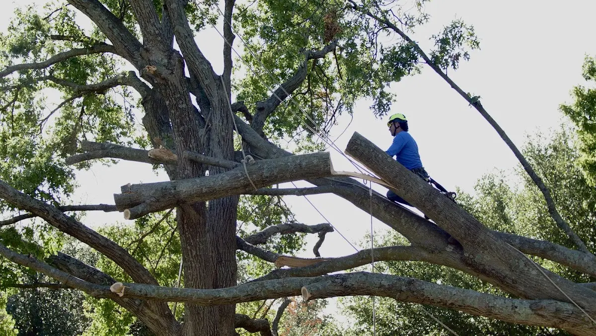 Professional Crown Thinning performed by certified arborists in Hornbeak