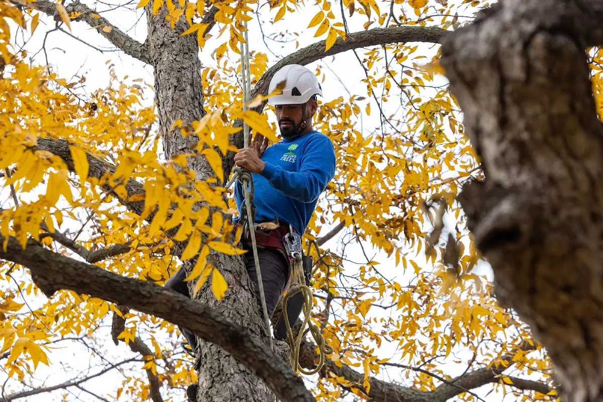 Skilled Storm Damage Cleanup crew working in Hornbeak