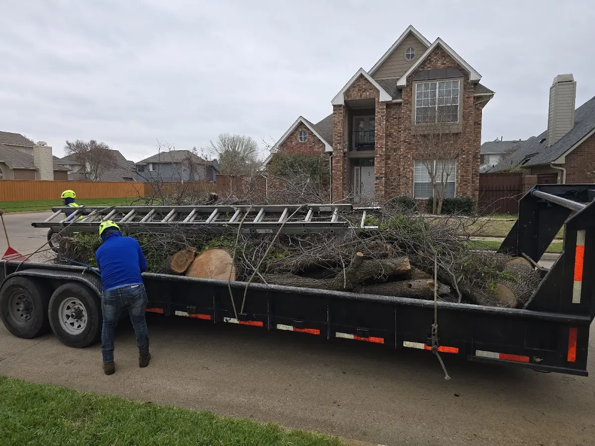 Expert Tree Removal with proper safety equipment in Hornbeak